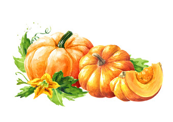 Fresh ripe yellow pumpkins or squash, with leaves and flower. Watercolor hand drawn illustration, isolated  on white background