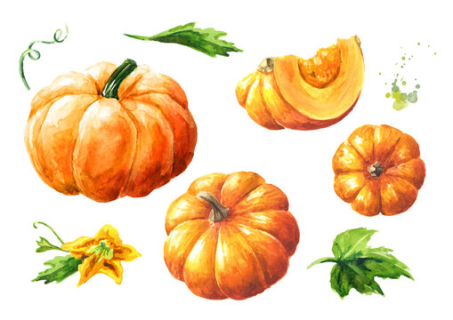 Fresh ripe yellow pumpkins or squash, with leaves and flower set. Watercolor hand drawn illustration, isolated  on white background