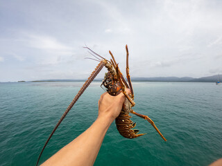 Fisherman's hand Holding Spiny Lobsters on the sea background. Seafood concept