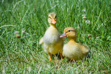Two cute domestic little ducklings in the green grass
