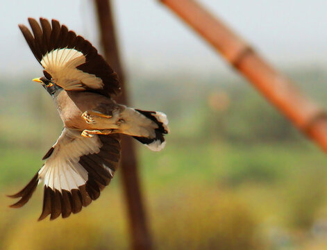 Mayna Takeoff to survive