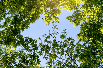 Fresh forest green leaves providing cool shade under the hot summer sun.