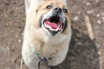 dog running with open mouth, white teeth and tongue visible in mouth, dog scaring concept