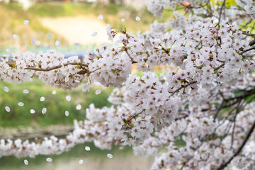 Beautiful cherry blossoms in full bloom in spring are falling in the wind.