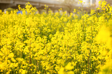 Beautiful yellow rape flower that bloom fresh in spring.
