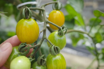 自給自足生活で新鮮野菜を