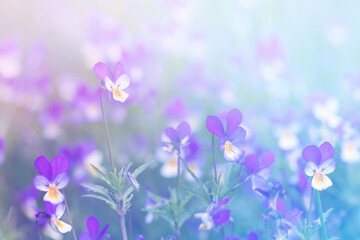 meadow flowers, purple and yellow violets among the grass, sunny day, summer background