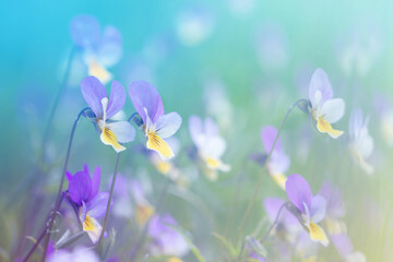 meadow flowers, purple and yellow violets among the grass, sunny day, summer background