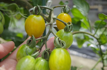 自給自足生活で新鮮な美味しい野菜収穫