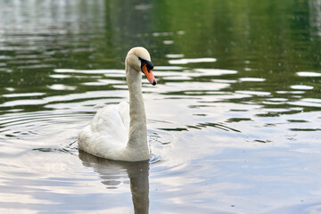 A white swan with a long neck and a red beak floats on the water