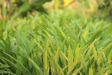 Pandan tree in a large farm