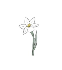 Tuberose flower illustration single plant