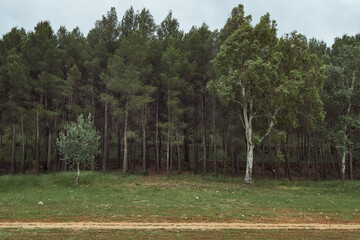Fototapeta premium Columns of trees in a forest next to a meadow