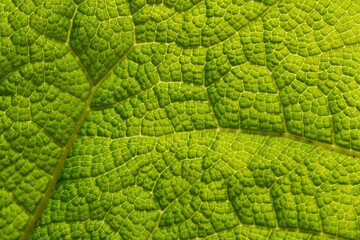 Gunnera manicata Mammutblatt Riesen-Rhabarber Struktur Makro Nahaufnahme Details Adern Zellen...