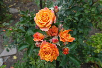 Group of bright orange flowers of garden roses in October