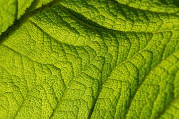 Gunnera manicata Mammutblatt Riesen-Rhabarber Struktur Makro Nahaufnahme Details Adern Zellen Blattgrün Hintergrund Adern Licht Sonne transparent Sinnbild Symbol Zierpflanze botanischer Garten groß 