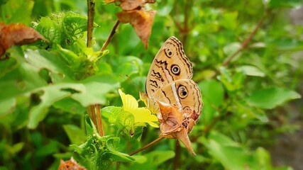 butterfly on the flower