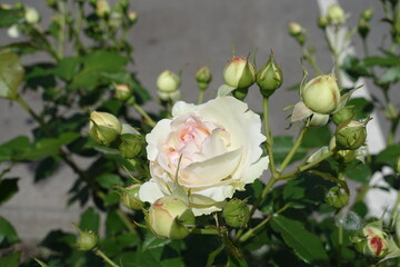 Pale pink flower and buds of rose in May