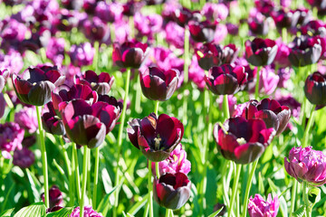 Bright flowers of tulips on a tulip field on a sunny morning
