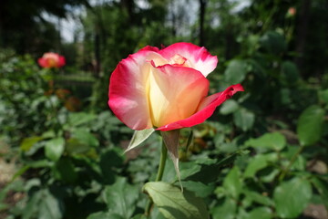 Side view of pink and white flower of rose in May