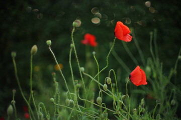 Lovely red poppy flower grow in green summer field
