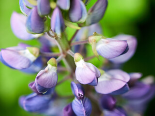 Obraz premium Lupine