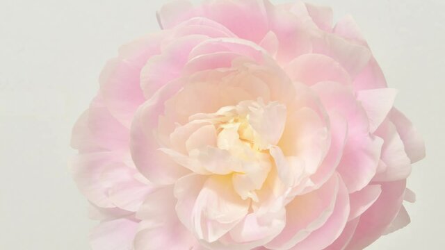 Time lapse of blooming pink peony