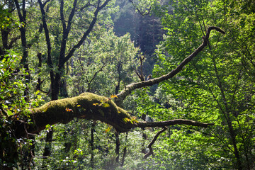 Fototapeta premium Tree Branch 