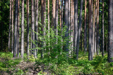 Selective focus photo. Trees in the forest.