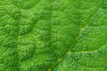 Green natural background with burdock leaf closeup