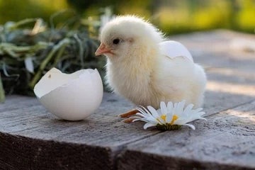 Foto auf Alu-Dibond A small fluffy chicken sits next to the nest with the shell from which it came out.Protection of nature and small animals.Easter concept. Farm birds © Екатерина Васильева