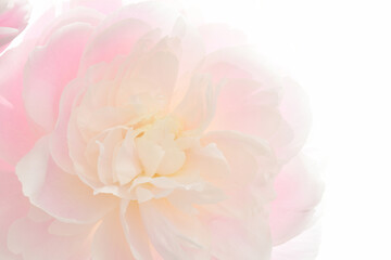  Pink peony flowers on a white background