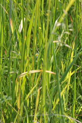 Large green field with grass under the bright sun