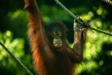 Sanctuary, animals, orangutans, foraging