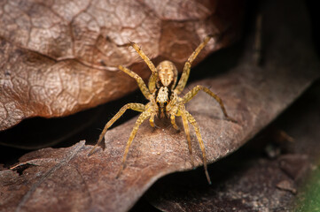 Jumping spider on a leaf