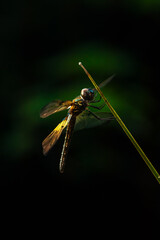 Dragonfly, colorful and black background.