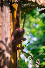 Sanctuary, animals, orangutans, foraging