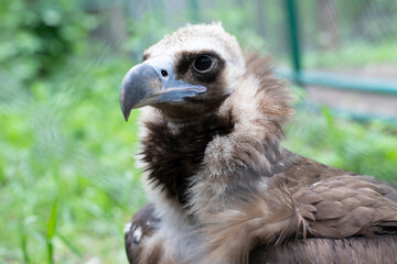 Eagle portrait on a blurred background. Steppe eagle   a bird of prey from the hawk family