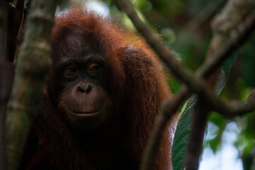 Sanctuary, animals, orangutans, foraging