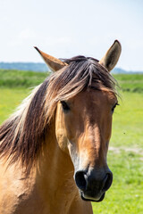Cheval Henson ou cheval de la baie de Somme dans la prairie, Le Marquenterre, Hauts-de-France