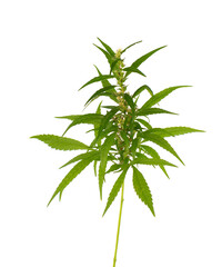 Marijuana plant isolated on white background. Hemp leaf close up. Cannabis green leaf.