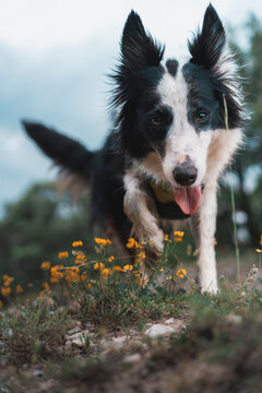 Close-up of a border collie dog running through the woods