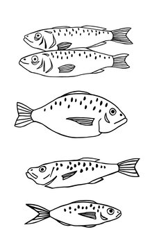 Vector image of fish on white background, set