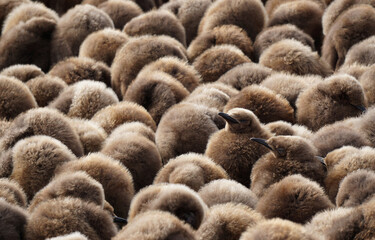 Baby king penguin colony, Falkland Islands