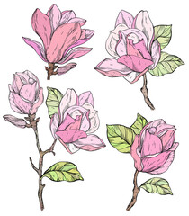 Set of Beautiful magnolia flowers plants.
