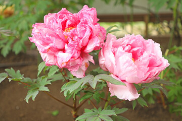 上野東照宮の牡丹