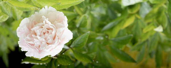 Fresh peonies in the garden.