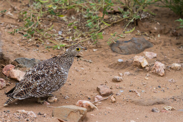 Double-banded sandgrouse female (Pterocles bicinctus) walking on the ground in Kruger National Park, South Africa with copy space and blurred background