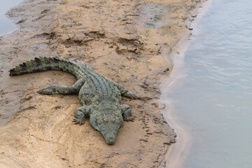 Nile crocodile (Crocodylus niloticus) lying on a sandbank in a river in Kruger National Park, South Africa with copy space