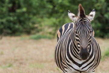 Naklejka premium Zebra portrait closeup standing alone in the bushveld in Kruger National Park, South Africa with copy space and blurred background